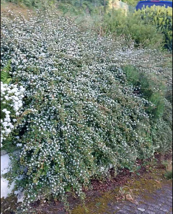 Foto Hecke